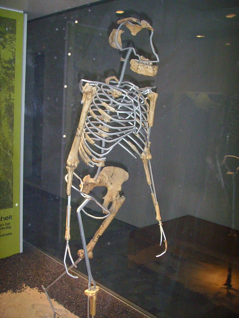 露西骨骸的複製品側面。（Gerbil Date＠wikipedia/CC BY-SA 3.0）