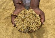 Starved of fuel and fertiliser, Sri Lanka’s rice farms near collapse