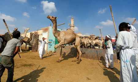 Camel traders show camels to prospective buyers at the Birqash Camel Market, ahead of Eid al-Adha or Festival of Sacrifice, on the outskirts of Cairo, Egypt August 17, 2018. REUTERS/Amr Abdallah Dalsh