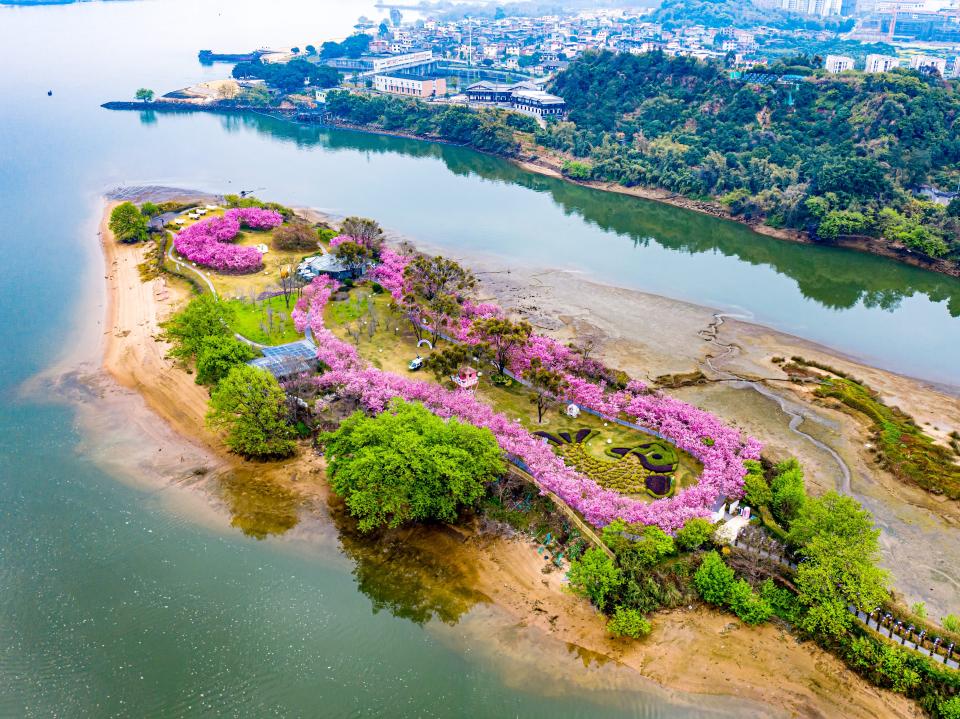 Aerial view of cherry blossoms in full bloom on an island at Shadi village on March 9, 2023 in Fuzhou, Fujian Province of China.