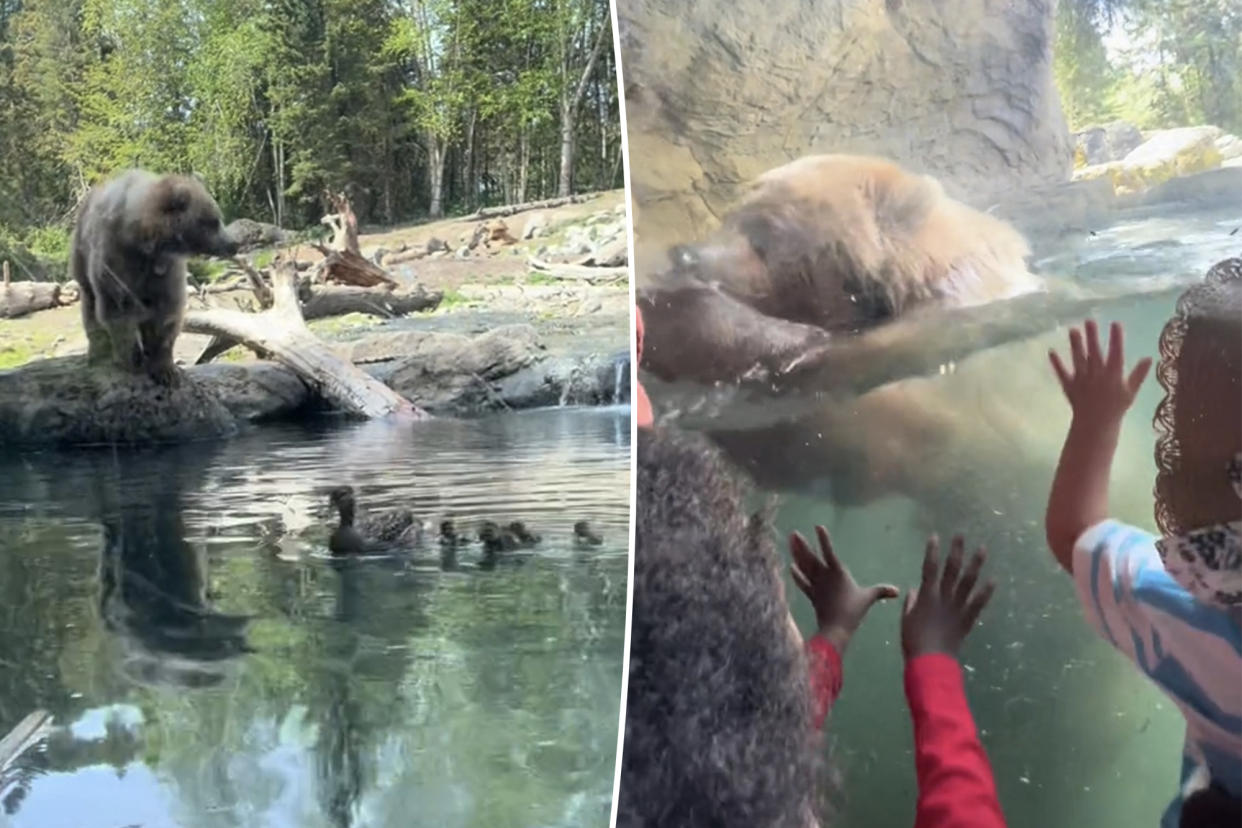 A hangry zoo bear named Juniper shocked guests at a girl's birthday party after devouring ducklings that had landed in its enclosure, as seen in a video with over 2 million views on TikTok.