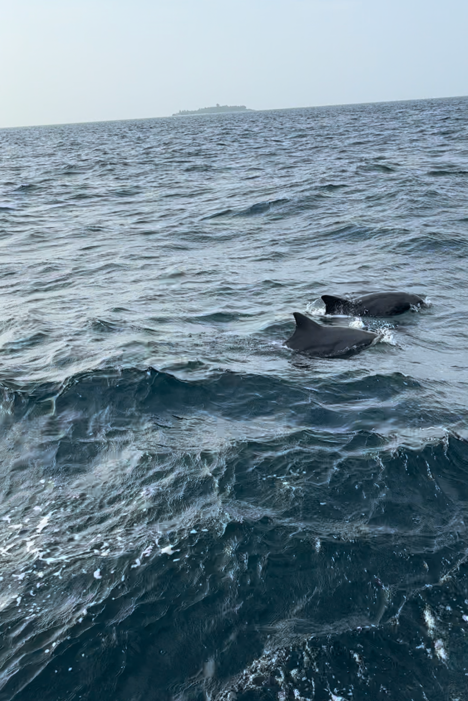 Spotting marine life in the Maldives is easy, I saw this pod of dolphins on my sunset fishing excursion.