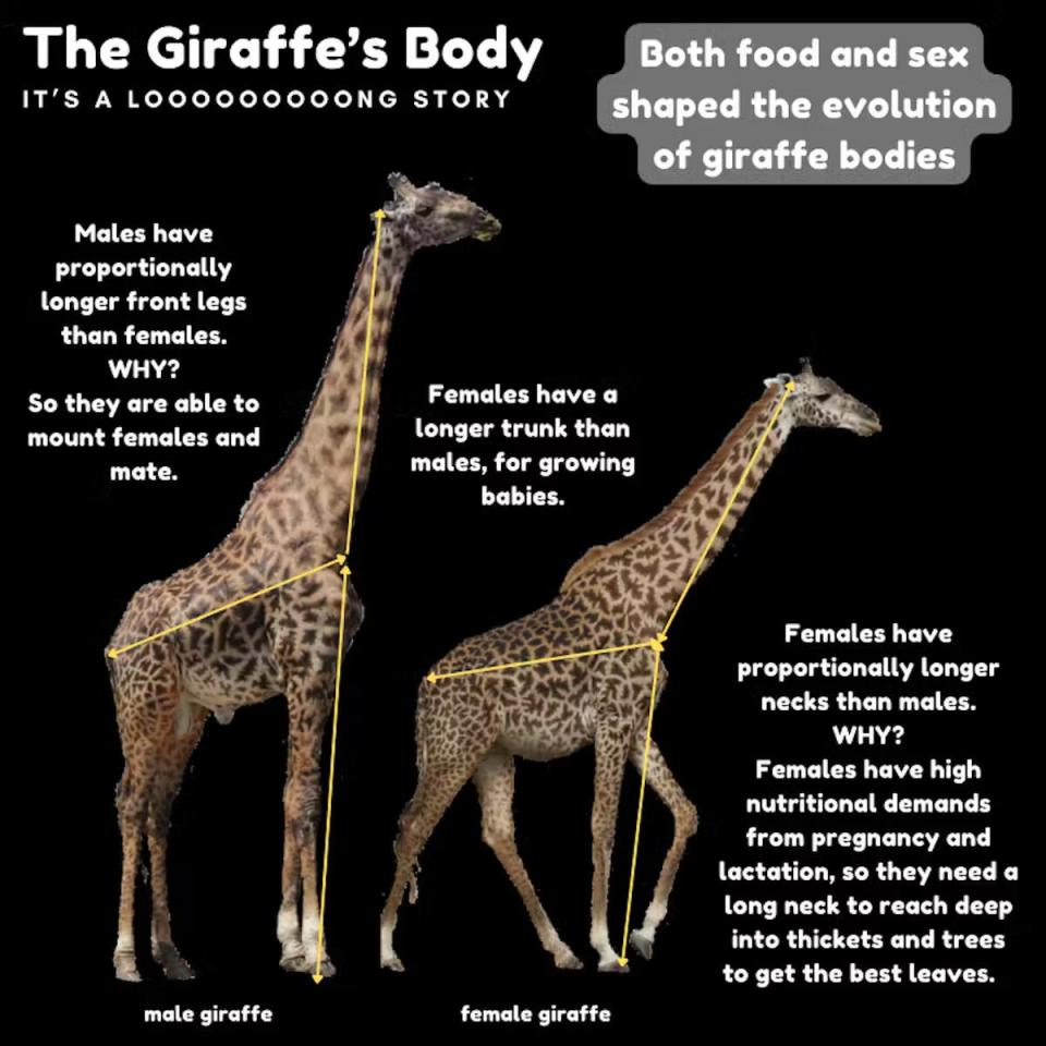 diagram of giraffe's body and measuring proportion sizes