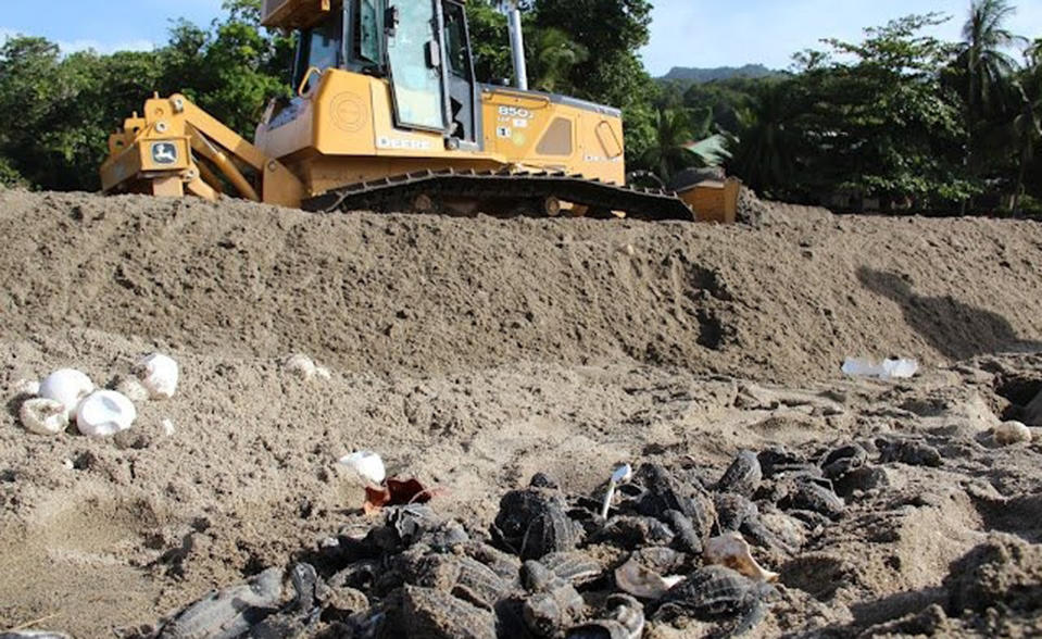 In this image provided by the Papa Bois Conservation on Tuesday, July 10, 2012, a Ministry of Works employee operates a bulldozer next to destroyed leatherback turtle eggs and hatchlings on the shore of the Grande Riviere Beach, Trinidad, Sunday, July 8, 2012. Thousands of leatherback turtle eggs and hatchlings have been crushed by heavy machinery along a Trinidad beach widely regarded as the world's densest nesting area for the biggest of all living sea turtles, conservationists said Monday. Government work crews with bulldozers were redirecting the Grand Riviere, a shifting river that was threatening a hotel where tourists from around the globe watch the huge endangered turtles lay their eggs. (AP Photo/Papa Bois Conservation,Marc de Verteuil)