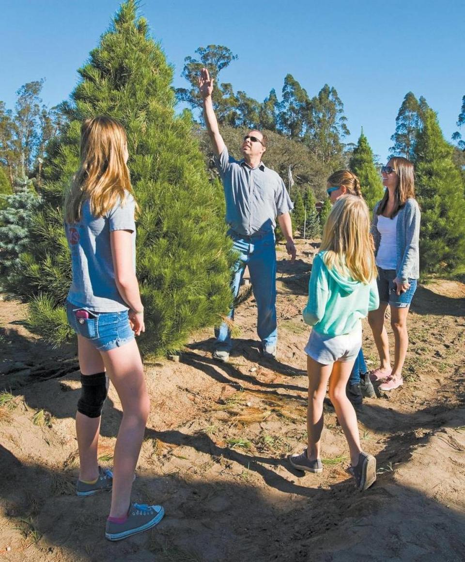 Gerrit Berg helps gauge the height of a Christmas tree while shopping with his wife, Kimberly, right, and their daughters Abigail, Haley and Emily at Holloway’s Christmas Tree Farm in Nipomo in 2014.