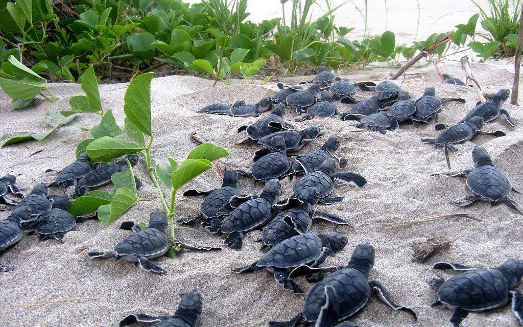 Young sea turtles on the beach in Central America -  Paso Pacifico