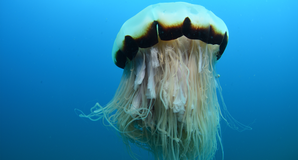 A lion's mane jellyfish underwater in Queensland.