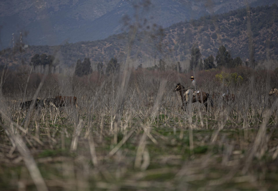 A vaquero stands watch as his cows graze on the floor of the the Aculeo Lagoon lake bed, in Paine, Chile, Friday, Aug. 23, 2019. Despite having one of the largest fresh water reserves in the world, Chilean authorities declared an agricultural emergency this week as rural areas in the province of Santiago suffer the effects of the worst drought that has hit the area in decades. (AP Photo/Esteban Felix)