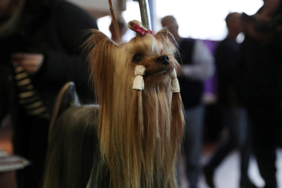 Connor, a Yorkshire terrier breed, during the 143rd Westminster Kennel Club Dog Show in New York, Feb. 11, 2019. (Photo: Shannon Stapleton/Reuters)