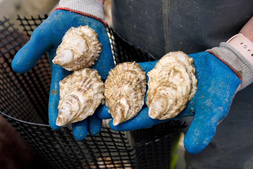 Oysters harvested from a Mere Point Oyster Co. farm are inspected by a worker, Sunday, June 12, 2022, in Brunswick, Maine. Maine is producing more oysters than ever due to a growing number of shellfish farms that have launched off its coast in recent years.