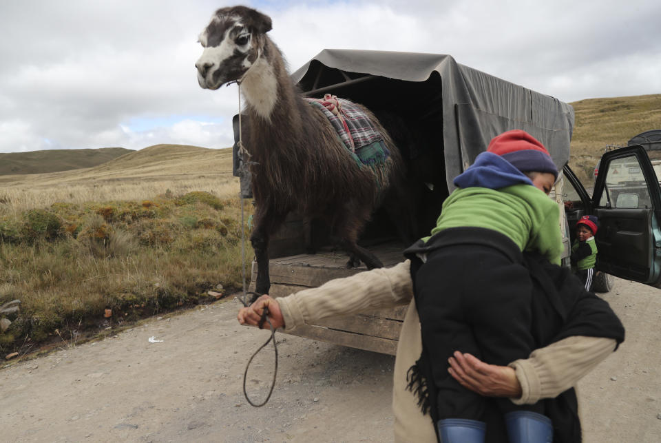 A woman gets her llama off a truck at the Llanganates National Park, Ecuador, Saturday, Feb. 8, 2020. Wooly llamas, an animal emblematic of the Andean mountains in South America, become the star for a day each year when Ecuadoreans dress up their prized animals for children to ride them in 500-meter races. (AP Photo/Dolores Ochoa)