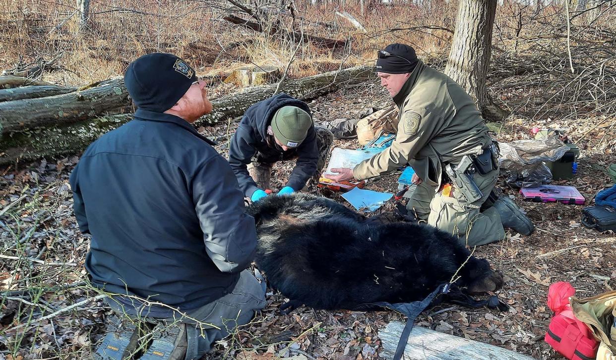 The Pennsylvania Game Commission's black bear research efforts are underway in the commonwealth. From left, Justin Duncan, wildlife biologist, Emily Carrollo, black bear program manager, and Brian Witherite, state game warden, check on a mother bear March 3, 2022, in Somerset County. The team uses tranquilizer darts on the bears to check on their overall health.