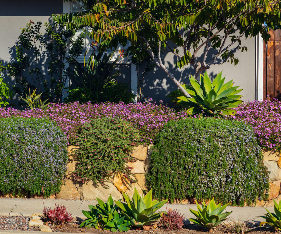 Custom landscaping in California with rock wall and drought tolerant planting