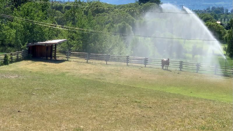 FILE PHOTO: Sprinklers spray water on a horse amid a heatwave in Kelowna, British Columbia, Canada