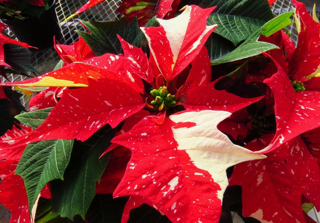 The beautiful colors on this fresh poinsettia really brings out the holiday spirit.