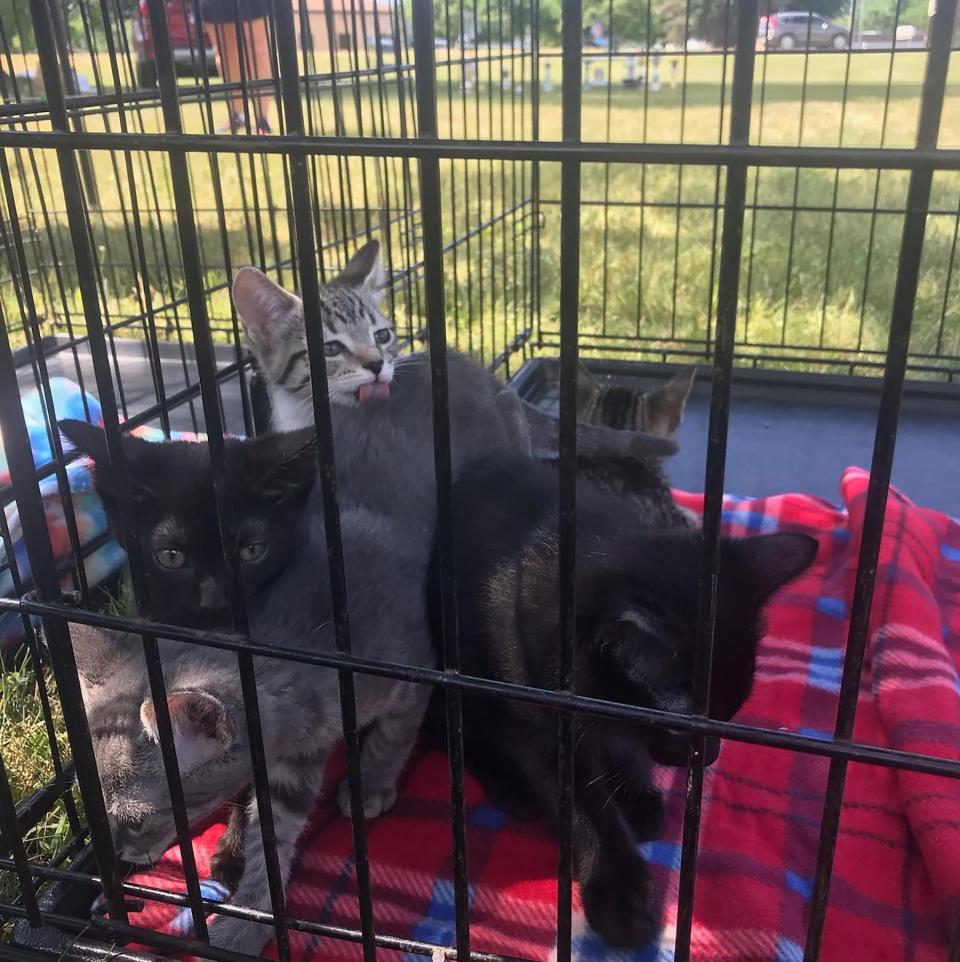 Several kittens were adopted Saturday at a kitten adoption put on by the Greater Hillsdale Humane Society.