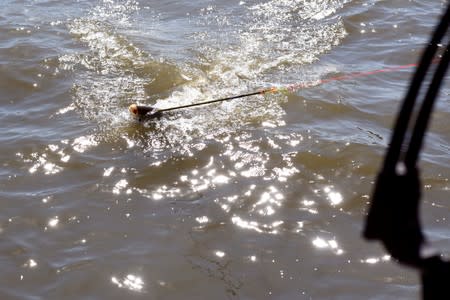 A skewered fish is pulled into Captain Nate Wallick's boat on the Illinois River where six regular clients from Michigan went out hunting Asian carp with bow and arrow on the Illinois River near Lacon