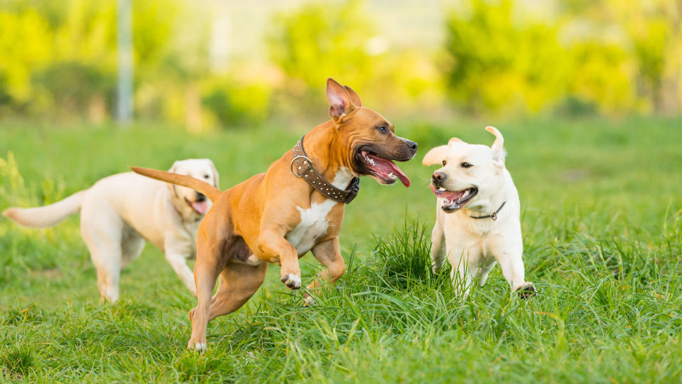 Dogs outside playing together