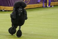 2020 Westminster Kennel Club Dog Show at Madison Square Garden in New York City