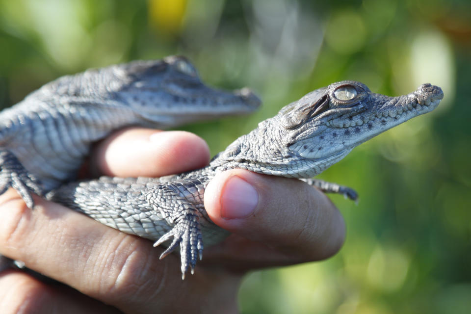 Wildlife biologist/crocodile specialist Michael Lloret releases baby crocodiles back into the wild along the cooling canals next to the Turkey Point Nuclear Generating Station after having measured and tagged them with microchips to observe their development in the future, Friday, July 19, 2019, in Homestead, Fla. The 168-miles of man-made canals serve as the home to several hundred crocodiles, where a team of specialists working for Florida Power and Light (FPL) monitors and protects the American crocodiles. (AP Photo/Wilfredo Lee)