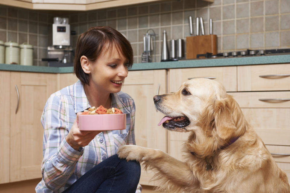 Hungry pet enjoying looking forward to treat