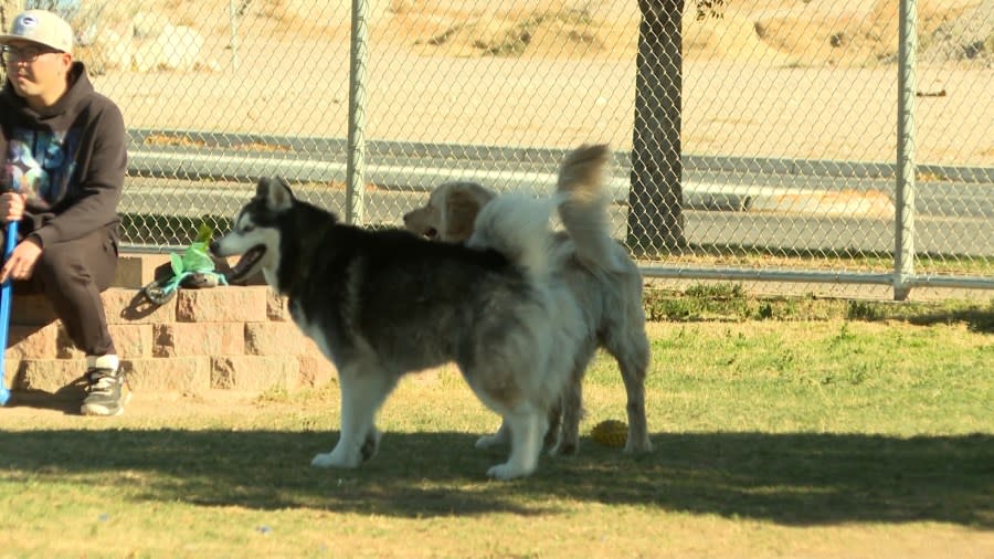 Dogs play at Desert Breeze Dog Park. (KLAS)
