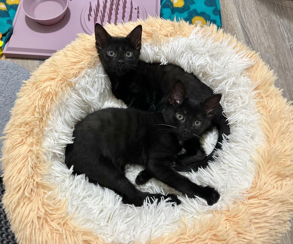 Rocky Road and Chunky Monkey, the only kitten without cerebellar hypoplasia, have been locally adopted.