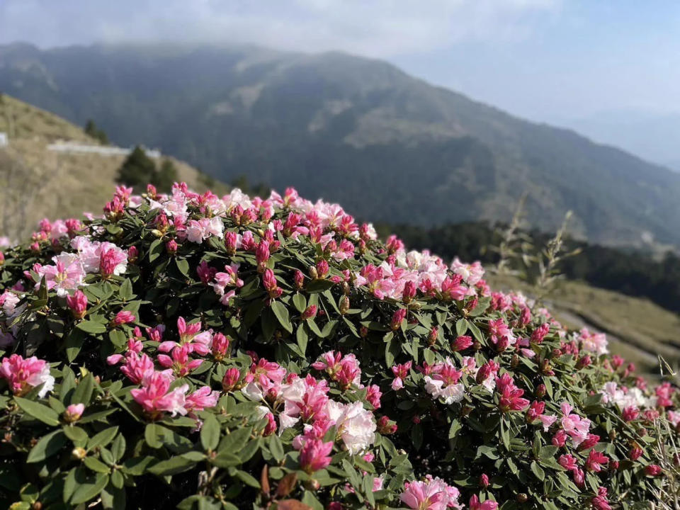 <strong>完工後，遊客便能安全地上山欣賞玉山杜鵑、台灣高山杜鵑花海美景。（圖／翻攝自Facebook@太魯閣國家公園）</strong>