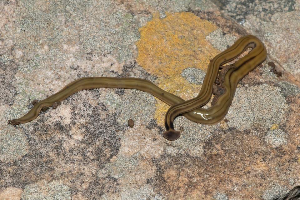 The spadehead garden worm (Bipalium kewense), also known as the hammerhead flatworm, is a predatory terrestrial planarian that feeds on earthworms.