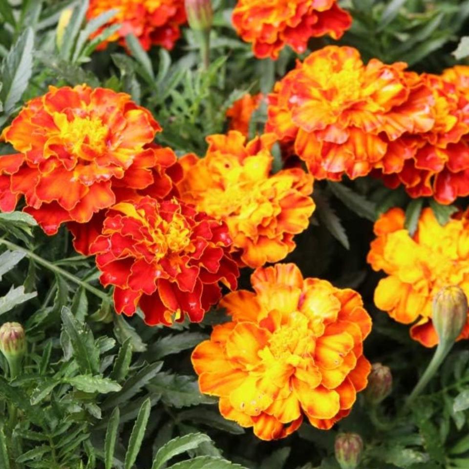 Marigold seeds