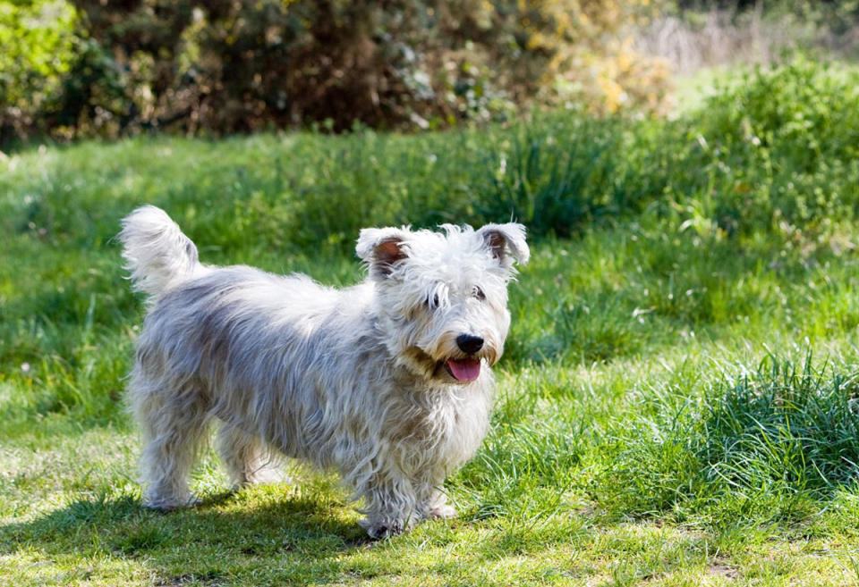 <p>The Glen of Imaal terrier originated in County Wicklow, Ireland, after soldiers, hired from France and Germany, bred their dogs with local terriers </p>