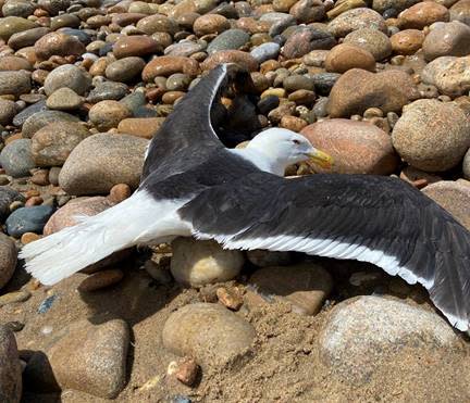 A sick gull found in South Kingstown that tested positive for a highly infectious strain of bird flu.