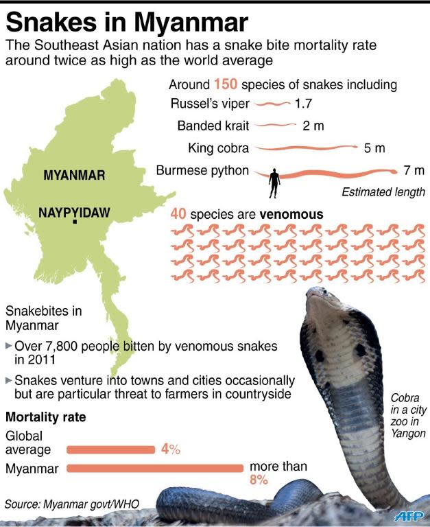 Which snake has better vision, a king cobra or a Burmese python