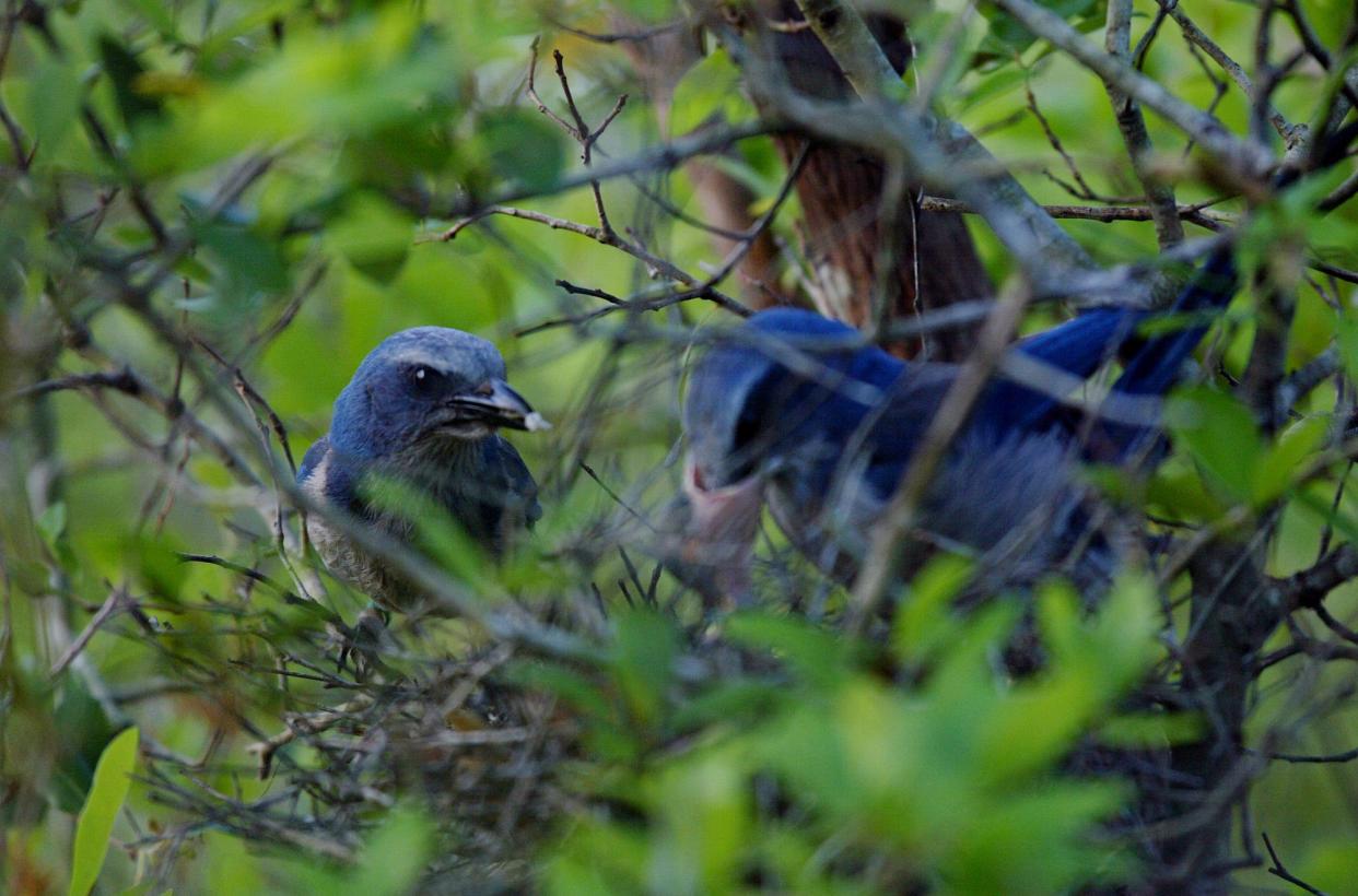 A Florida scrub jay feeds a chick in the nest at Lyonia Preserve in Deltona, Florida. The jay, found only in Florida, is considered one of the most imperiled birds in the U.S.