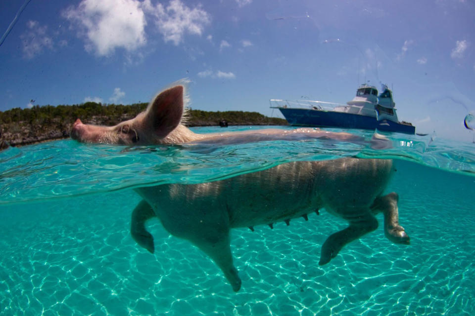 BIG MAJOR CAY, BAHAMAS - UNDATED: *** EXCLUSIVE *** A swimming pig off the island of Big Major Cay, in the central Bahamas. These amazing pigs swim every day in the crystal clear waters of the Bahamas. They show off their piggy-paddle to visitors who flock to their beach to see the extraordinary site of wild pigs making a splash in the beautiful turquoise sea. One bright pig called Plato has become so famous he now stars in his own book, The Secret of Pig Island, where his exploits have been captured by photographer and ocean guide, Jim Abernethy, 52, from Florida. As this collection of photographs from the book shows, the pigs are remarkably well adapted to their beach bum lifestyle of frolicking the water and lazing on the sand. (Photo by Jim Abernethy / Barcroft Media / Getty Images)