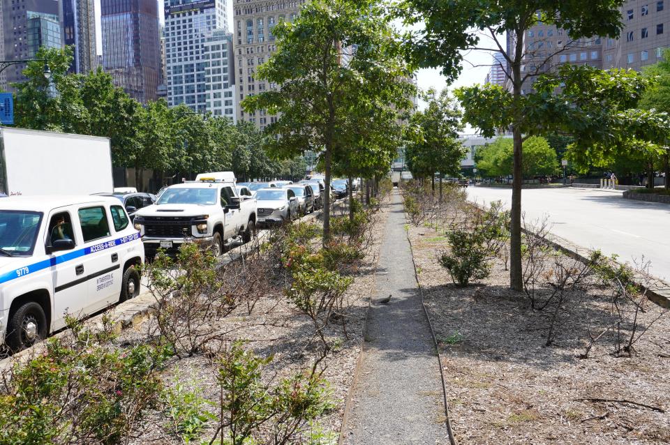 Roses in New York City wiped out by rose rosette disease.