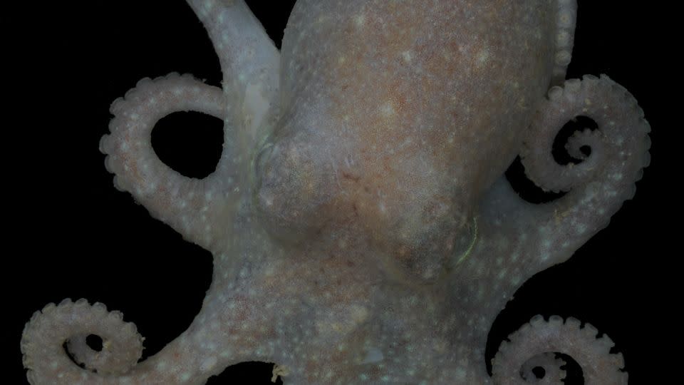 The team studied genetic information from Turquet's octopus, pictured above.  – Dave Barnes/British Antarctic Survey
