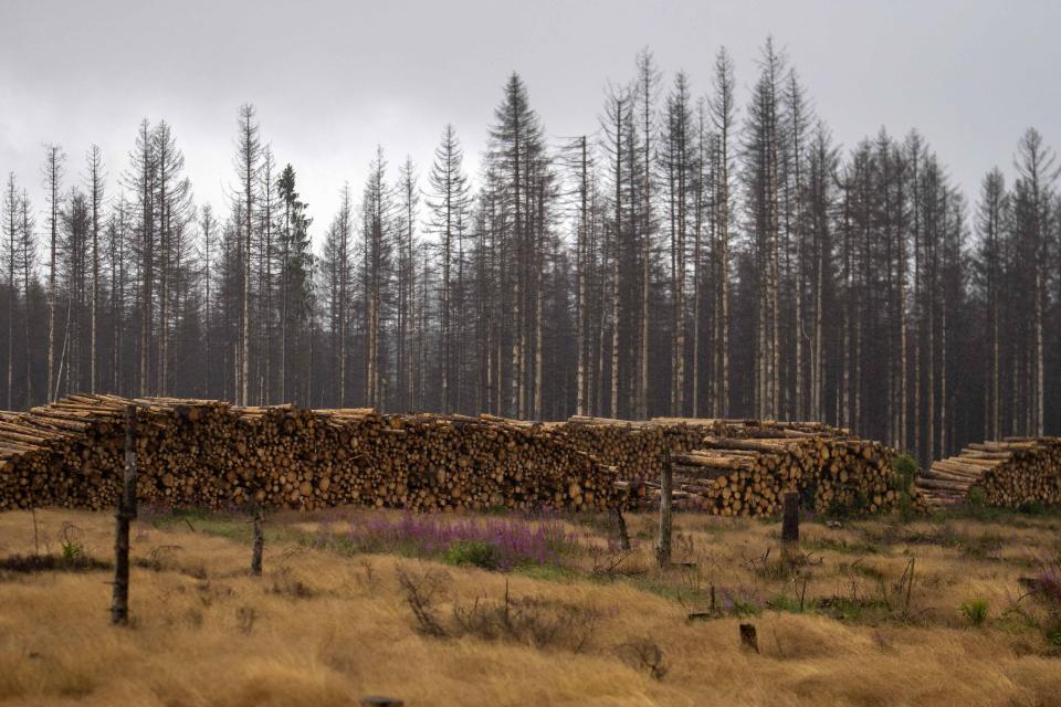 Spruce trees felled due to infestation by spruce bark beetles lie in the Lower-Saxony state forests at the Harz mountains near Clausthal-Zellerfeld, Germany, Thursday, July 27, 2023. The tiny insects have been causing outsized devastation to the forests in recent years, with officials grappling to get the pests under control before the spruce population is entirely decimated. (AP Photo/Matthias Schrader)