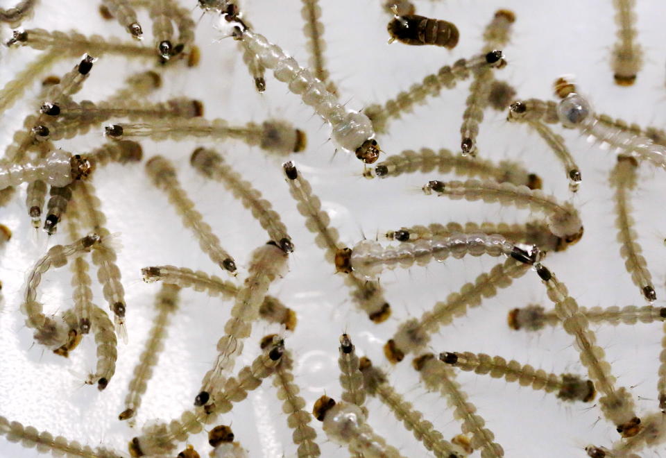 Larvas del mosquito Aedes aegypti en un laboratorio de la empresa Oxitec, que ha modificado genéticamente a este insecto de modo que, al eliminar a las larvas hembras, se abata su población. (Reuters)