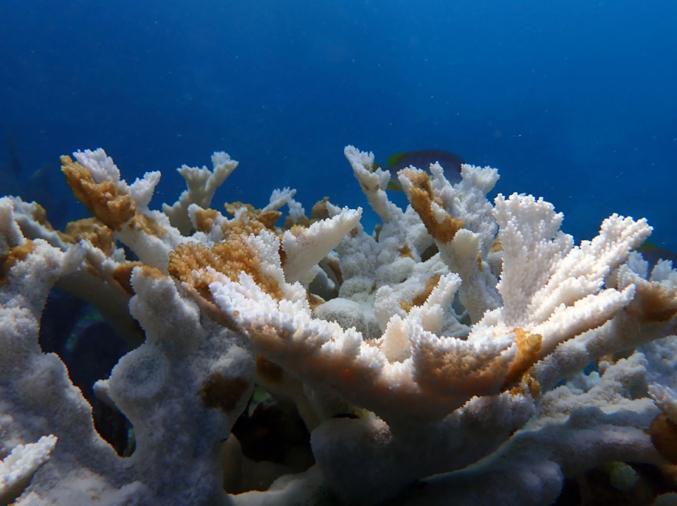 Dead elkhorn coral at Sombrero Reef in the Florida Keys. The white areas are bleached coral, the brownish orange patches are “tissue slough”, coral tissue that has died before it has a chance to bleach (Coral Restoration Foundation)