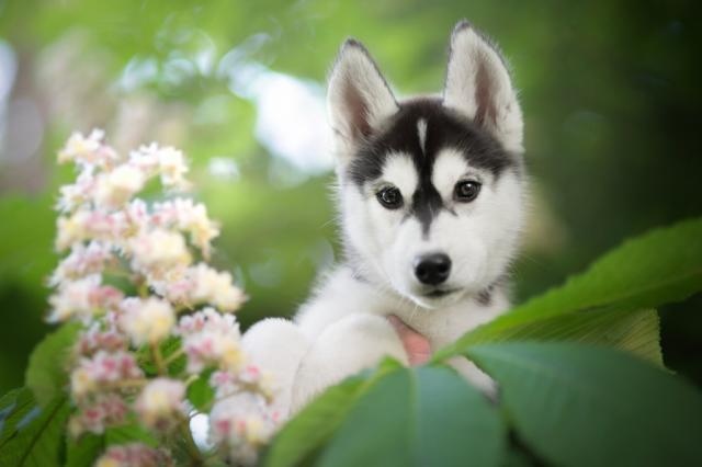 cute fluffy husky puppies wallpaper