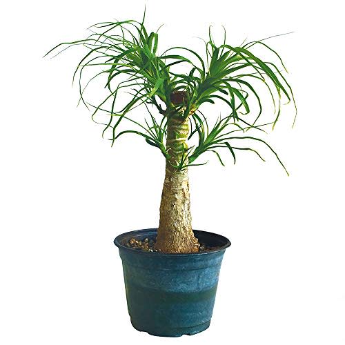 Red Ponytail Palm