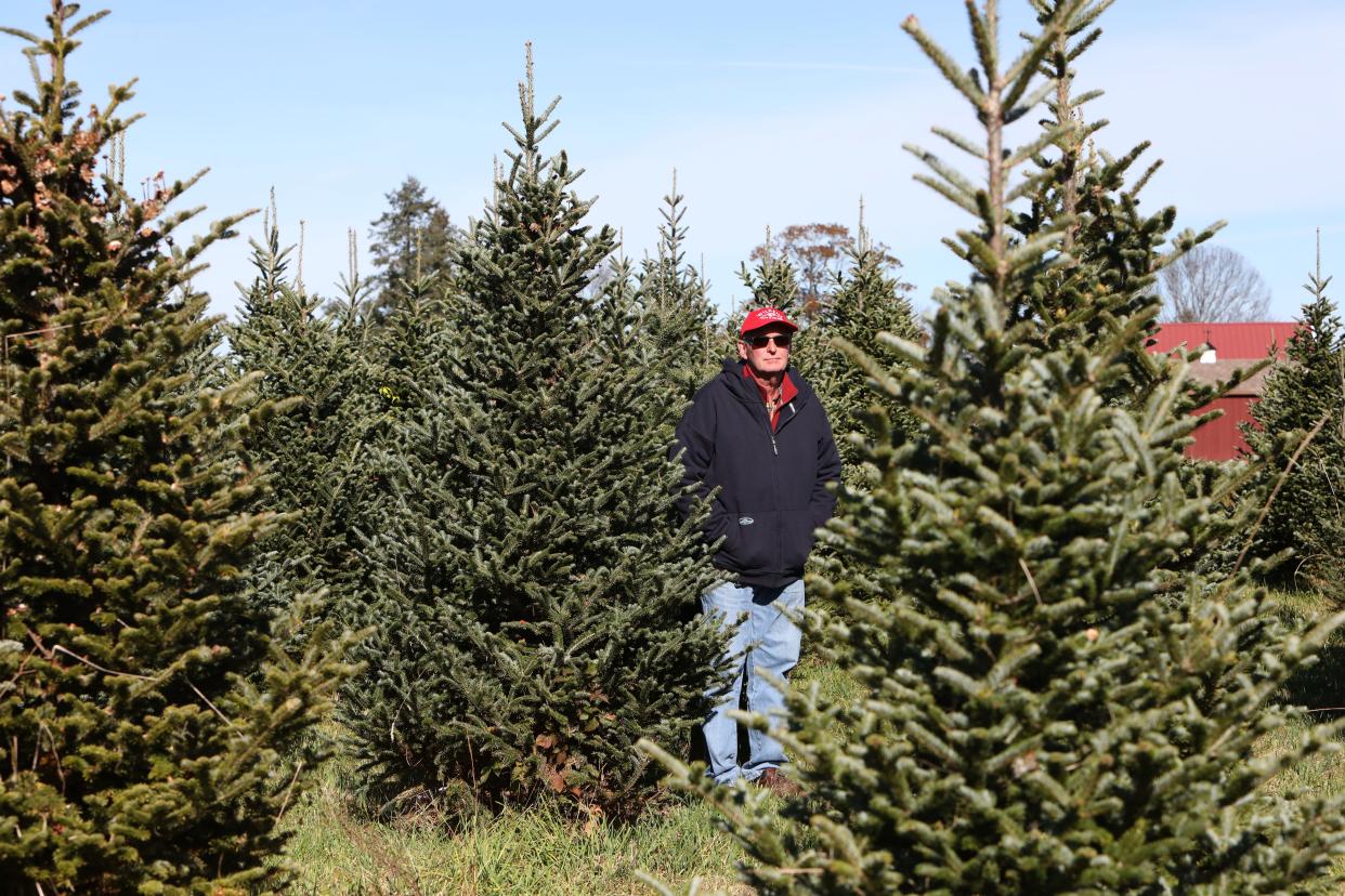 Randy Pratt, owner and chief operating officer, stands in a Christmas tree field at Wilkens Fruit & Fir Farm in Yorktown Heights Nov. 8, 2023. The farm is celebrating its 107th season of harvest. Reservations for Choose-n-Cut Christmas trees start the Saturday after Thanksgiving and are available as long as they last.