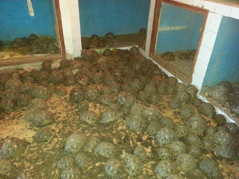 The creatures were found tightly packed across the floors in the building, surrounded by their excrement. (Turtle Survival Alliance)