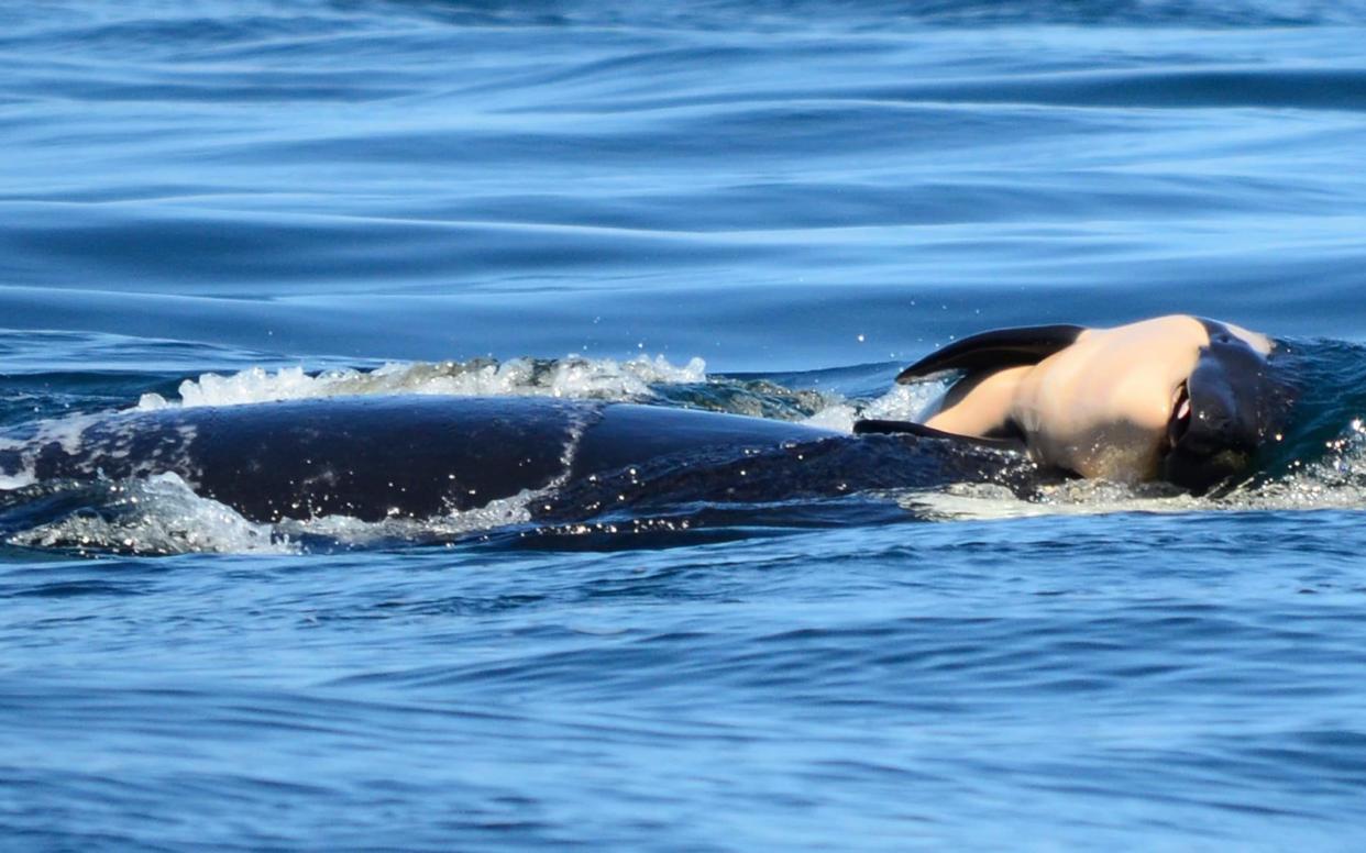 Orca carrying her baby. (Photo: AP)