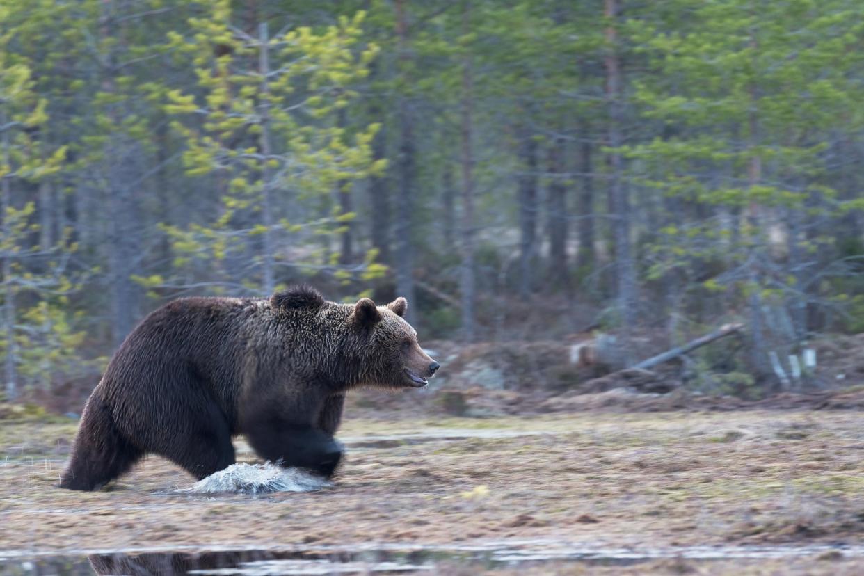 A grizzly bear attacked the pair before being shot by their father and husband: Hans Veth on Unsplash