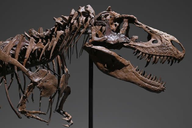 <p>Le squelette de Gorgosaurus, une espèce de dinosaure cousin du T-Rex et ayant vécu il y a plus de 77 millions d'années, est à vendre aux enchères par la maison Sotheby's.</p>