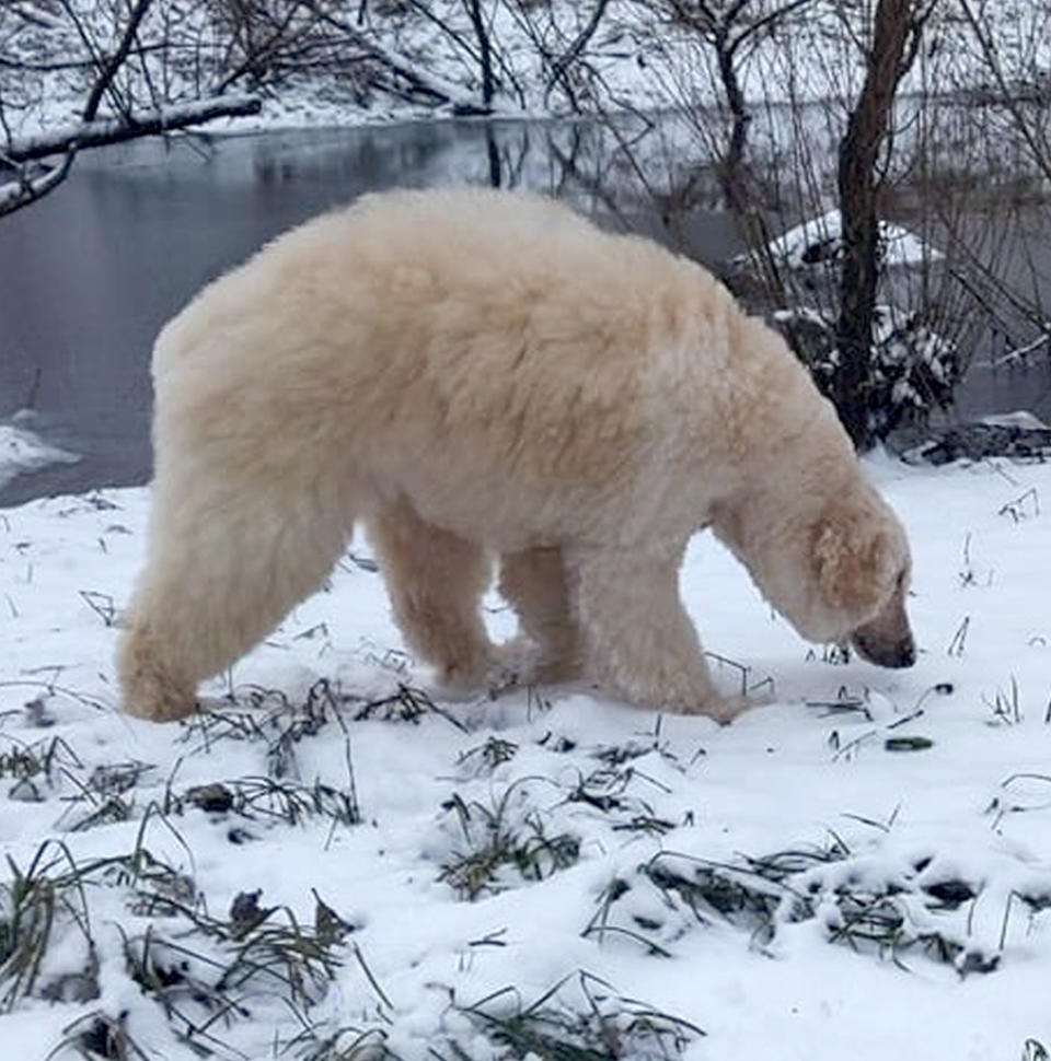 Fur real: Bijou the poodle transformed into a polar bear (Caters)