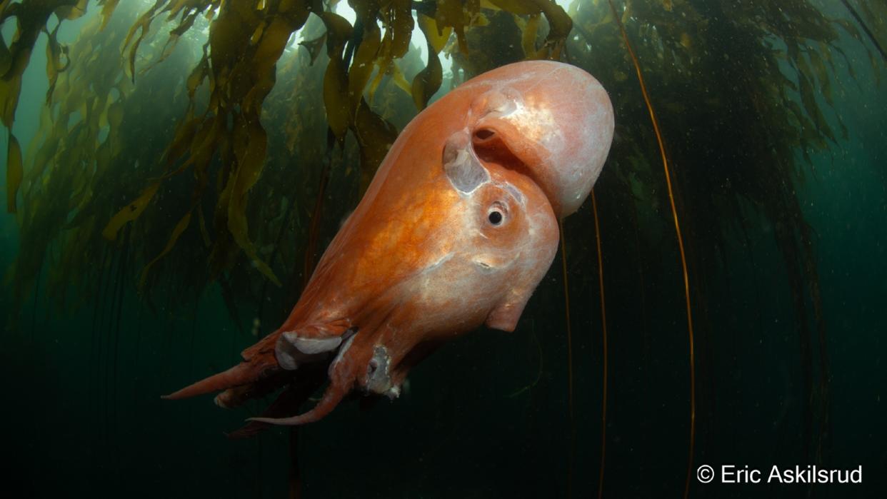  A giant, orange blob-like octopus  swimming in kelp. 