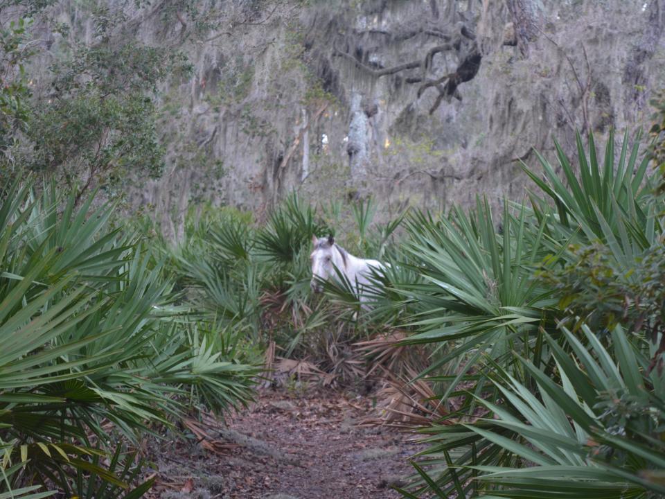 A wild horse on Cumberland Island National Seashore